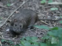 Bruine rat [Rattus norvegicus]